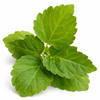 Indian Patchouli