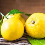 Calabrian Bergamot