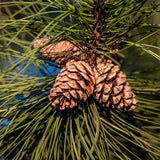 Cedar