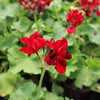 Geranium