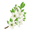 Jasmine