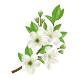 Jasmine