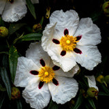 Labdanum