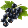 Black Currant