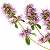 Clary Sage