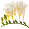 Freesia