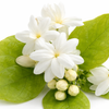 Jasmine