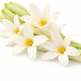 Tuberose