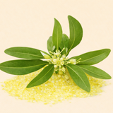 Osmanthus