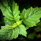 Patchouli