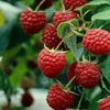 Raspberry