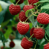 Raspberry
