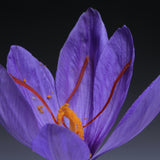 Saffron