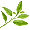 Bergamot Leaf