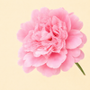 Peony