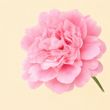Peony