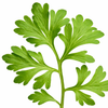 Artemesia