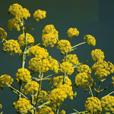 Galbanum